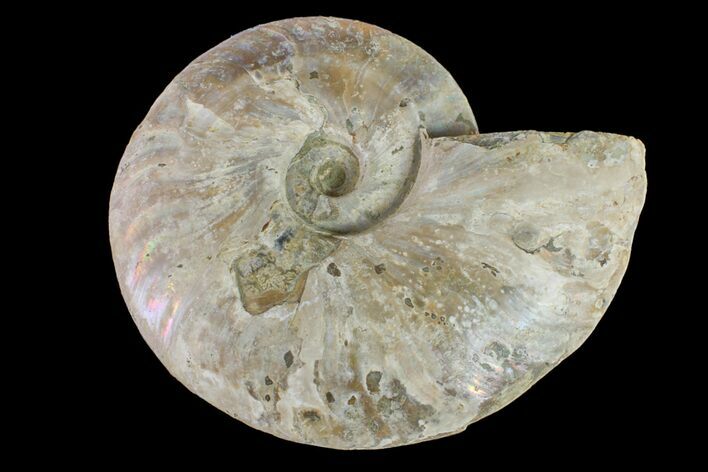 6.4" Silver Iridescent Ammonite (Cleoniceras) Fossil - Madagascar